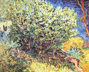 The bush